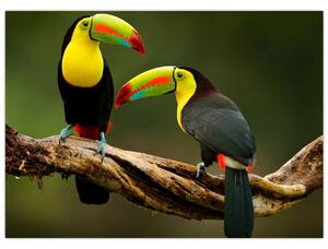 Skleněný obraz sedících tukanů, Costa Rica (70x50 cm)