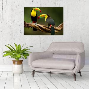 Skleněný obraz sedících tukanů, Costa Rica (70x50 cm)