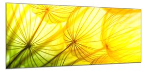 Obraz skleněný žlutozelená odkvetlá pampeliška - 60 x 90 cm