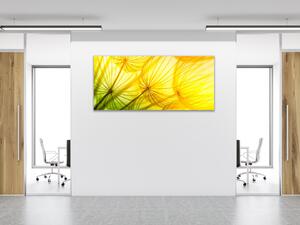 Obraz skleněný žlutozelená odkvetlá pampeliška - 40 x 60 cm