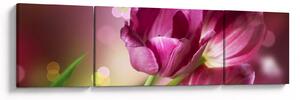 Obraz růžových tulipánů (170x50 cm)