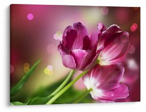 Obraz růžových tulipánů (70x50 cm)