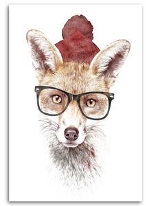 Obraz na plátně Liška v brýlích - Robert Farkas Rozměry: 40 x 60 cm