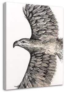 Obraz na plátně Skica letícího orla - Jan Perit Kablan Rozměry: 40 x 60 cm