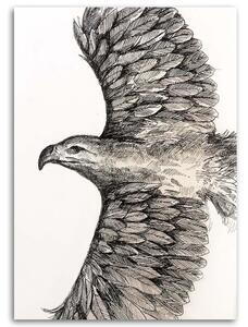Obraz na plátně Skica letícího orla - Jan Perit Kablan Rozměry: 40 x 60 cm