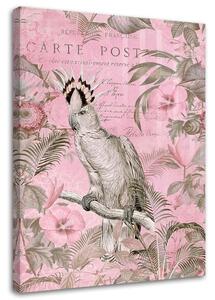 Obraz na plátně Růžový pták kakadu - Andrea Haase Rozměry: 40 x 60 cm