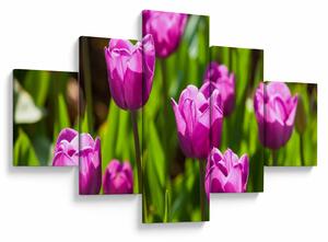 Obraz tulipánů na louce (125x70 cm)