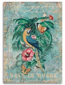 Obraz na plátně Papoušek a motýli - Andrea Haase Rozměry: 40 x 60 cm