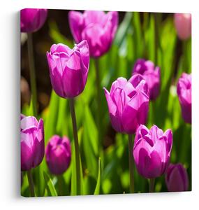 Obraz tulipánů na louce (30x30 cm)