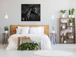 Obraz skleněný černý kůň s bílou lysinou - 55 x 55 cm
