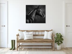 Obraz skleněný černý kůň s bílou lysinou - 40 x 40 cm