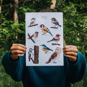 EPipí Plakát - Ptáci našich lesů Rozměr: A3