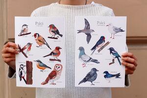 EPipí Plakát - Ptáci v našich městech Rozměr: A3
