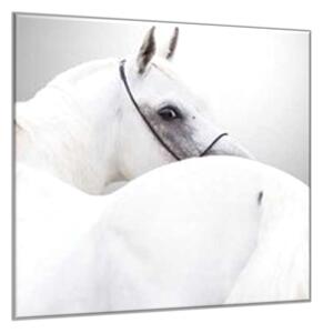 Obraz skleněný detail bílý kůň - 40 x 40 cm