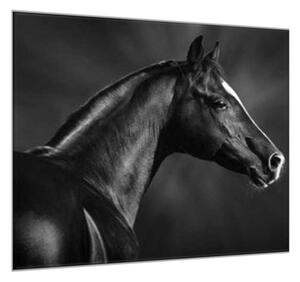 Obraz skleněný černý kůň s bílou lysinou - 55 x 55 cm