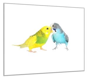 Obraz skleněný papoušek zamilované andulky - 55 x 55 cm