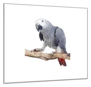 Obraz skleněný papoušek žako - 34 x 34 cm