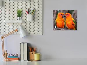 Obraz skleněný papoušek aratinga sluneční - 40 x 40 cm