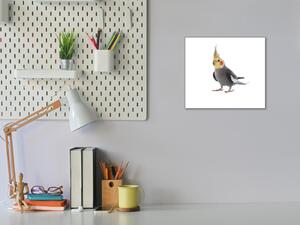 Obraz skleněný papoušek korela šedá - 40 x 40 cm