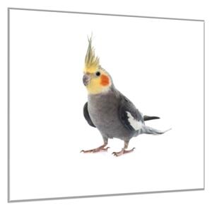 Obraz skleněný papoušek korela šedá - 34 x 34 cm