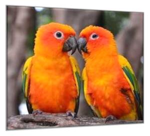 Obraz skleněný papoušek aratinga sluneční - 50 x 50 cm