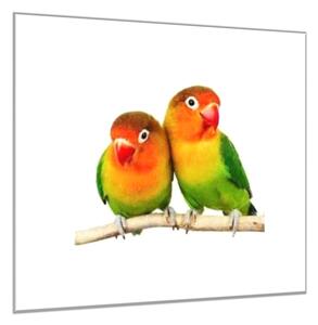 Obraz skleněný papoušek agapornis - 55 x 55 cm