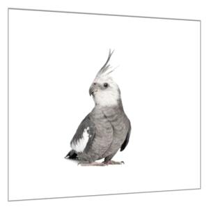 Obraz skleněný papoušek korela - 40 x 40 cm