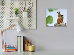 Obraz skleněný surikata - 40 x 40 cm