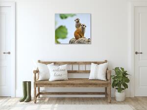 Obraz skleněný surikata - 40 x 40 cm