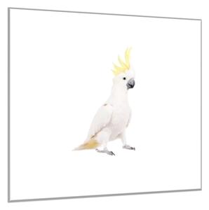 Obraz skleněný papoušek kakadu - 34 x 34 cm