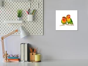 Obraz skleněný papoušek agapornis - 40 x 40 cm