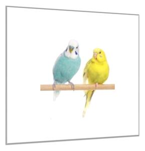 Obraz skleněný andulky - papoušek - 55 x 55 cm