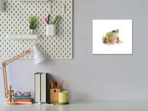 Obraz skleněný žába rosnička - 40 x 40 cm