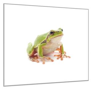 Obraz skleněný žába rosnička - 50 x 50 cm
