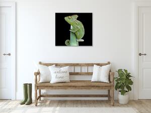 Obraz sklo chameleon - 40 x 40 cm