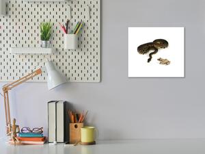 Obraz skleněný had a žába - 40 x 40 cm