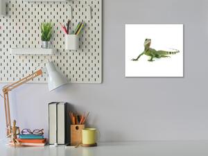 Obraz skleněný mladý leguán - 40 x 40 cm