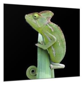 Obraz skleněný chameleon - 50 x 50 cm
