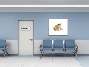 Obraz skleněný žába rosnička - 40 x 40 cm