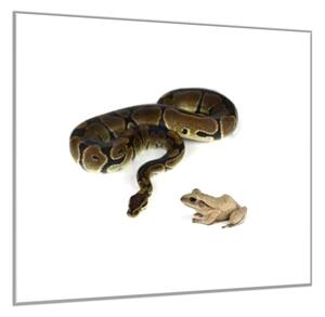 Obraz skleněný had a žába - 50 x 50 cm