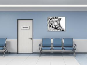 Obraz skleněný šelma jaguár - 40 x 40 cm