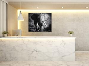 Obraz skleněný slon - 50 x 50 cm