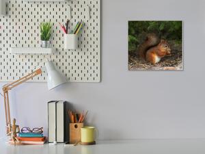 Obraz skleněný veverka s oříškem - 40 x 40 cm