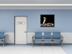 Obraz skleněný had kobra - 40 x 40 cm