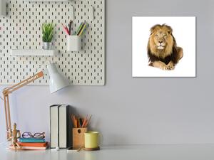 Obraz skleněný šelma ležící lev - 40 x 40 cm