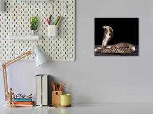 Obraz skleněný had kobra - 40 x 40 cm