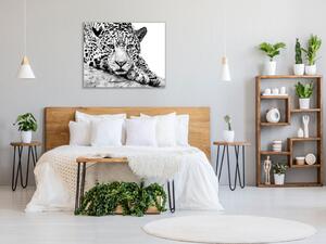 Obraz skleněný šelma jaguár - 40 x 40 cm