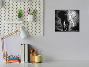 Obraz skleněný slon - 50 x 50 cm