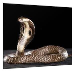 Obraz skleněný had kobra - 55 x 55 cm