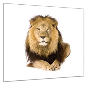 Obraz skleněný šelma ležící lev - 50 x 50 cm